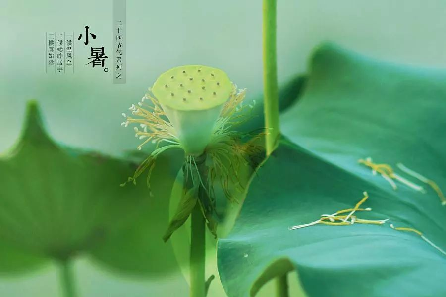 倏忽溫風(fēng)至，因循小暑來!